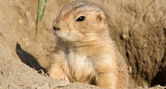 Control of Richardson Ground Squirrels